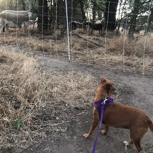 💖🎾🐶BELLA⭐️☀️🦋 - Picture 3 of 14